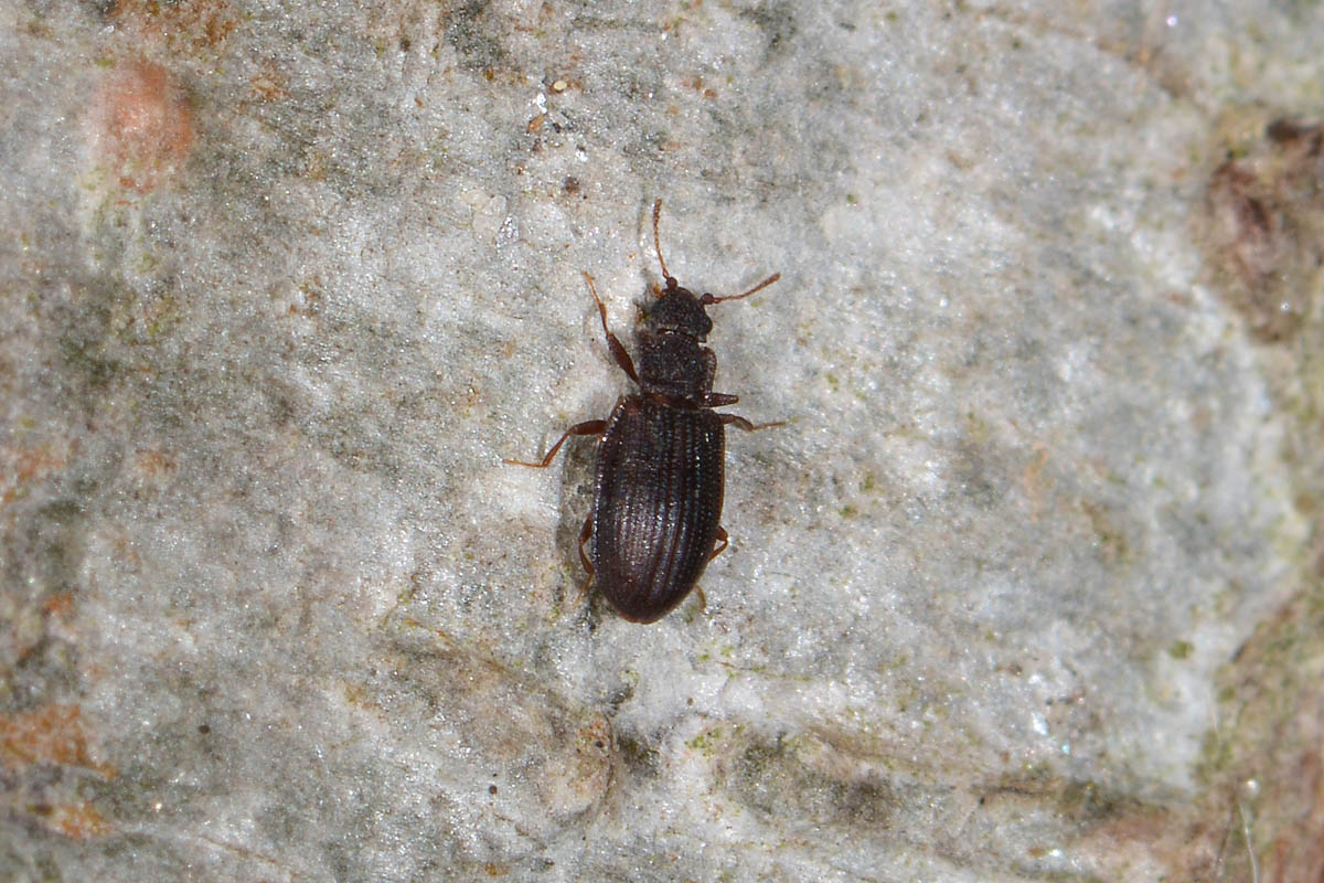 Latridiidae: Stephostethus sp?